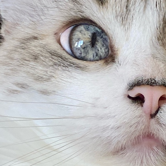 Curious Cat Lives Here - Picture 10 of 16